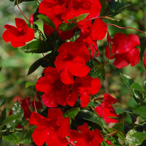 Sun Parasol® Giant Red Emperor Mandevilla Flower Petals