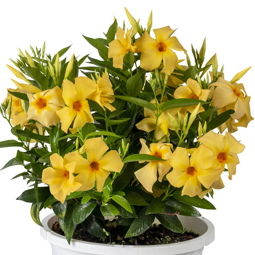 Sun Parasol Sunbeam Mandevilla in a Patio Pot