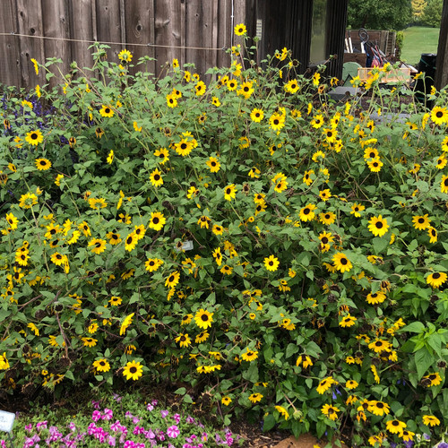 Suncredible® Yellow Sunflower in the Garden
