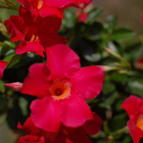 Sundenia® Coral Dipladenia Flower Petals