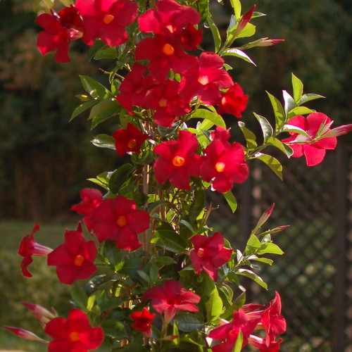 Sundenia® Red Dipladenia Flowers