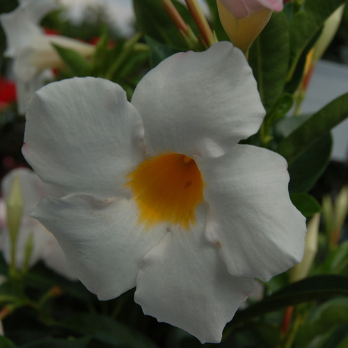 Sundenia® White Dipladenia Flowers