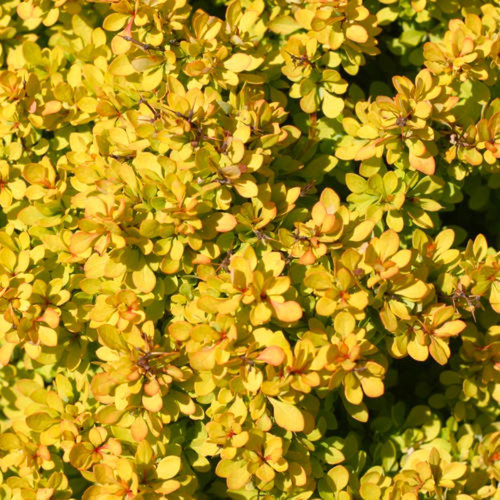Sunjoy® Mini Saffron Barberry Blooming