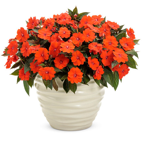 SunPatiens® Compact Orange Impatiens In a  white pot