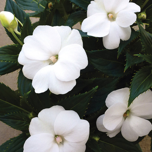 SunPatiens Compact White Impatiens Flowers and Foliage