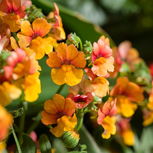 Sunsatia® Blood Orange Nemesia Flower Petals Close Up