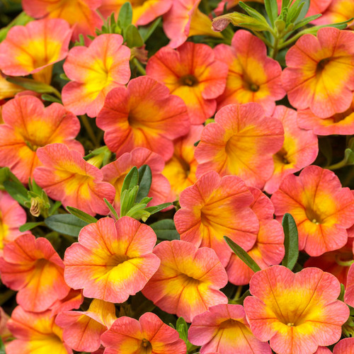 Superbells® Coral Sun Calibrachoa Flowers and Foliage