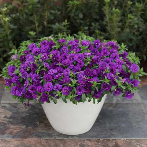 Superbells® Double Blue Calibrachoa in decorative pot (1)