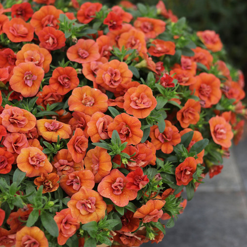Superbells® Double Orange Calibrachoa blooms