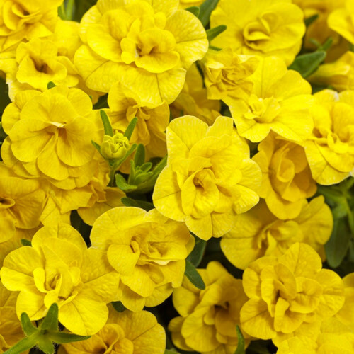 Superbells® Double Yellow Calibrachoa Blooming Flowers