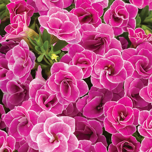 Superbells Doublette Love Swept Calibrachoa Flowers Close Up