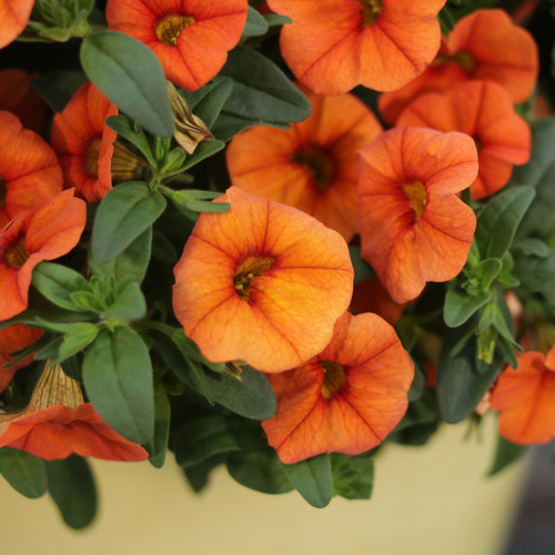 Superbells Dreamsicle Calibrachoa Flowers and Foliage