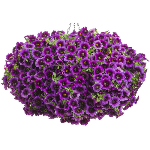 Superbells Grape Punch Calibrachoa in Hanging Basket