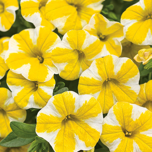 Superbells Lemon Slice Calibrachoa Flowers Close Up