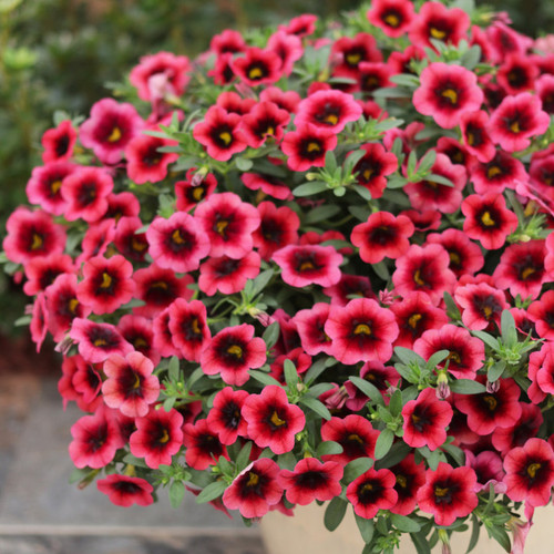 Superbells® Watermelon Punch™ Calibrachoa is blooms
