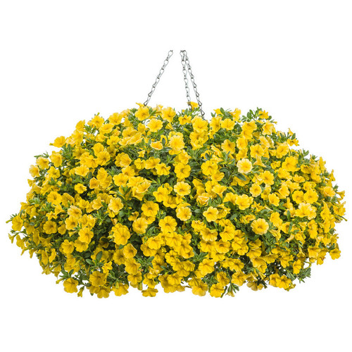 Superbells® Yellow Calibrachoa in Hanging Basket