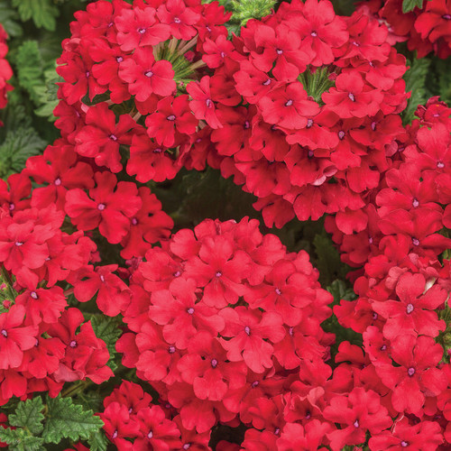 Superbena Red Verbena Flowers Close Up
