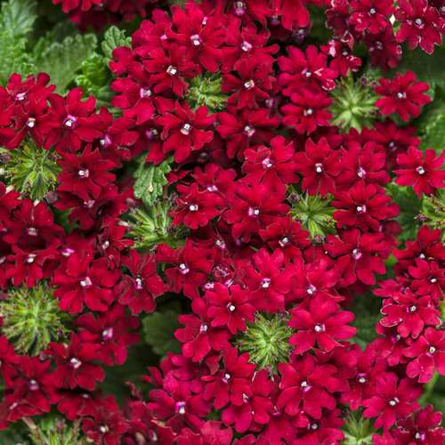 Superbena Royale Romance Verbena blooms