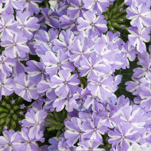 Superbena Stormburst Verbena Flowers Close Up