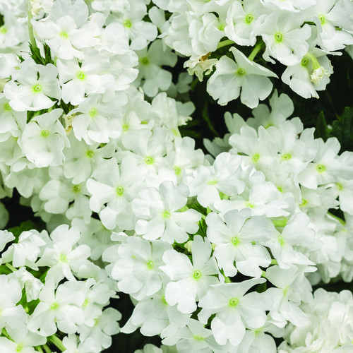 Superbena Whiteout Verbena Flowers Close Up