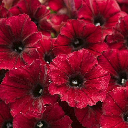 Supertunia Black Cherry Petunia Flowers Close Up