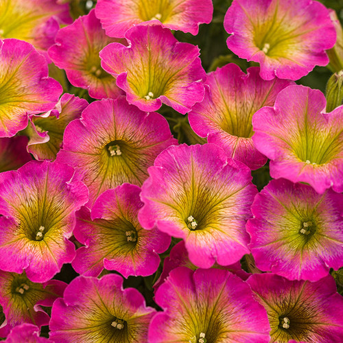 Supertunia® Daybreak Charm Petunia Flowers