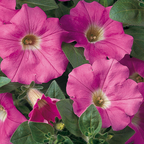 Supertunia® Giant Pink Petunia Foliage and Flowers