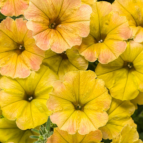 Supertunia Honey Petunia Flowers Close Up