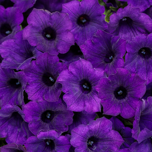 Supertunia Mini Vista Ultramarine Petunia covered with flowers
