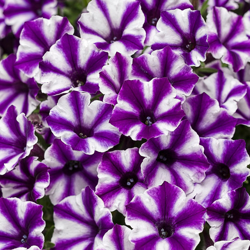 Supertunia Mini Vista Violet Star Petunia Flowers Close Up