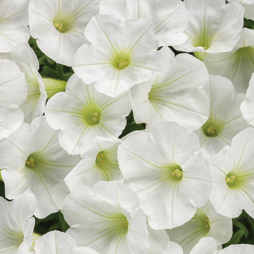 Supertunia Mini Vista White Petunia Flowers Close Up