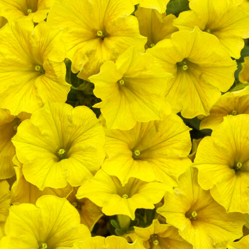 Supertunia Mini Vista® Yellow Petunia Flowering