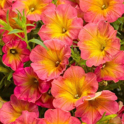 Supertunia® Persimmon Petunia Blooming
