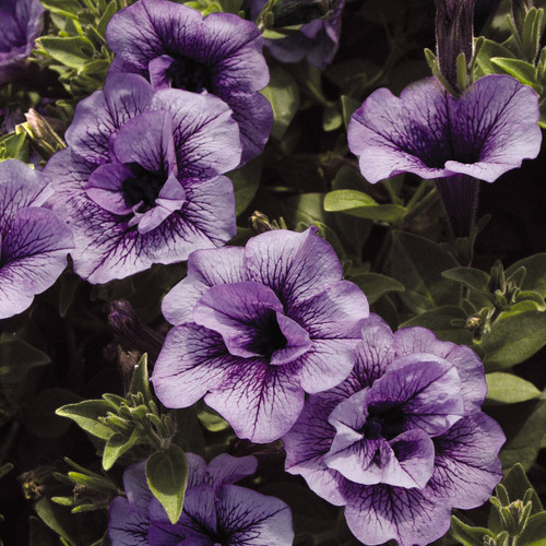 Supertunia® Priscilla® Petunia Foliage and Flowers