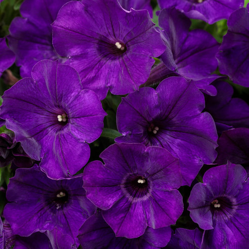 Supertunia Royal Velvet Petunia Flowers Close Up