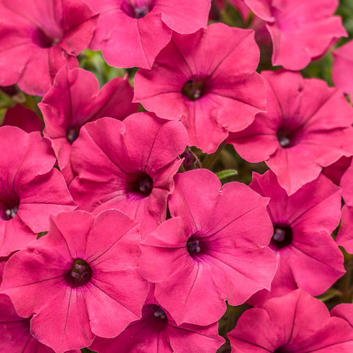 Supertunia Vista Fuchsia Petunia Flowers Close Up