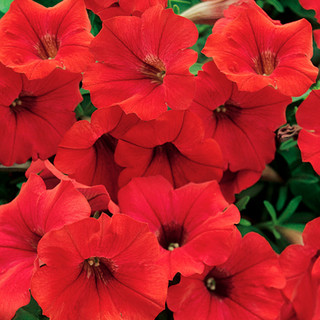 Petunia Plants