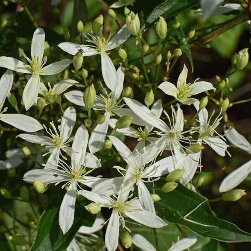 Sweet Autumn Clematis Vine With Fragrant Flowers