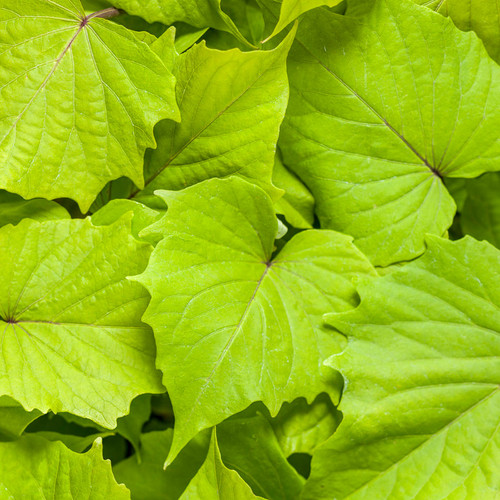 Sweet Caroline Bewitched Green with Envy Sweet Potato Vine Foliage