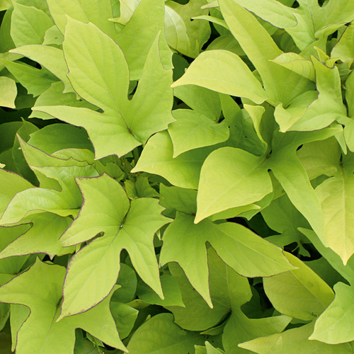 Sweet Caroline Light Green Sweet Potato Vine Foliage