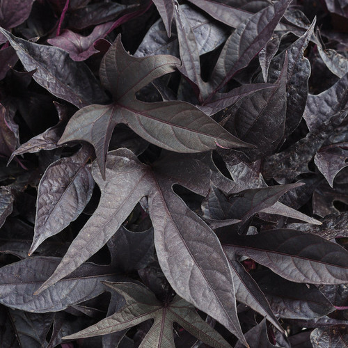 Sweet Caroline Raven Sweet Potato Vine Foliage