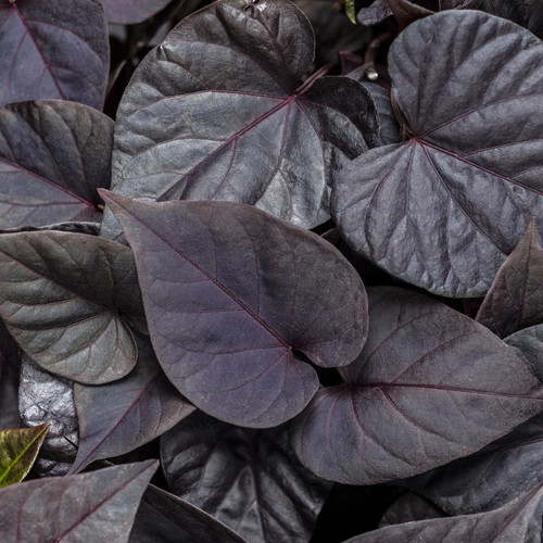 Sweet Caroline Sweetheart Jet Black Sweet Potato Vine Foliage