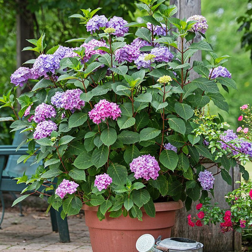 Endless Summer Bloomstruck Hydrangea Cropped
