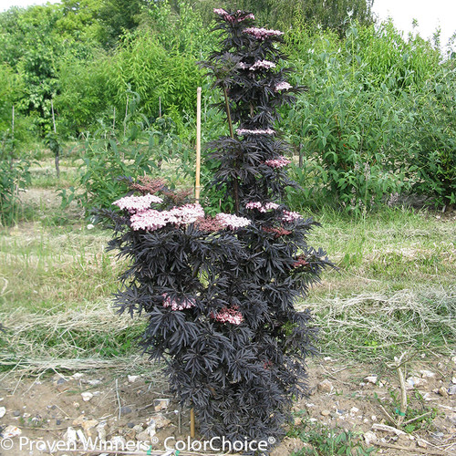 Tall Laced Up Elderberry Shrub