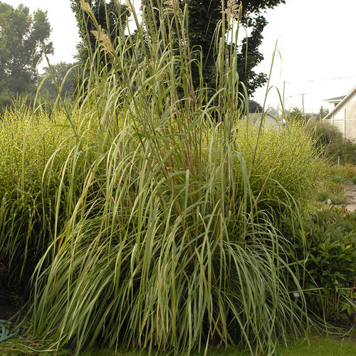 Tall Ravenna Grass Plant Foliage