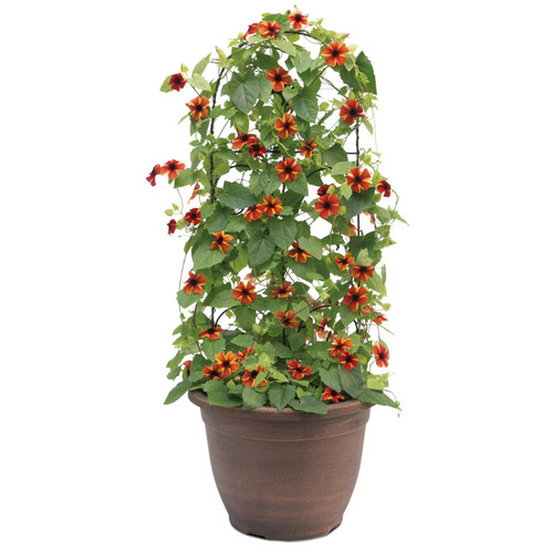 Tangerine Slice A-Peel® Black-Eyed Susan Vine Growing up a trellis in a planter