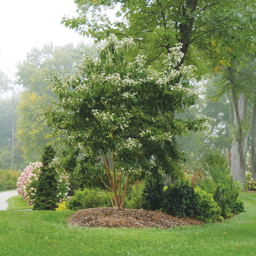 Temple-Of-Bloom Seven Son Flower in Landscaping with White Blooms