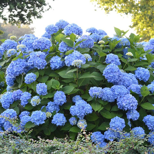 The Original Endless Summer Hydrangea Cropped