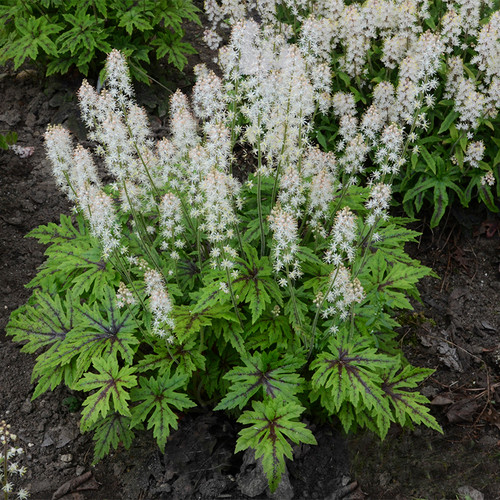 Tiarella Cutting Edge with White Blooms