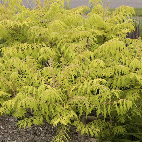 Tiger Eyes Sumac Shrub